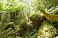 Massive boulders many in excess of 100 tonnes litter the glen floor with big holes and gaps between them. There are lots of mosses and ferns. (Easter Boleskine, Inverness, UK)