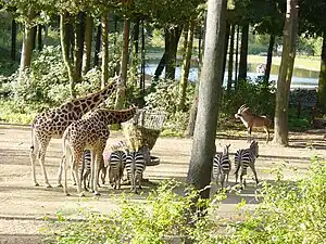 Burgers' Zoo in Arnhem, Netherlands