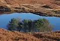 Group of trees on shore of Beacon Tarn