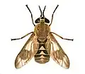 Chrysops relicta f.jpg