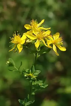 Common St Johns Wort - geograph.org.uk - 1382488.jpg