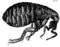 Micrographia Scheme 34.png