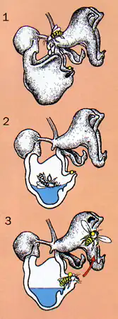 Orchids diagram.jpg