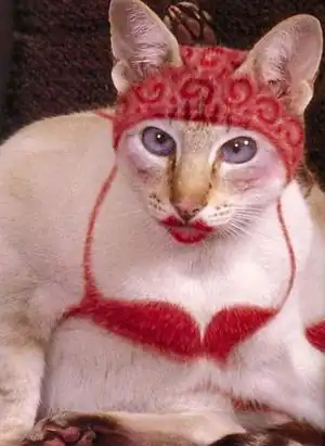 Pussy.jpg