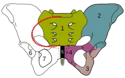 Skeletal pelvis-pubis.svg