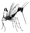 The boy in a half-insect form, illustrated by Vince Locke.