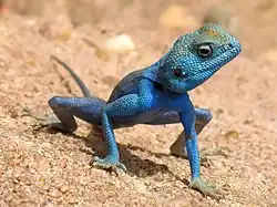 ꠡꠦꠃꠒꠐꠞꠣꠙꠦꠟꠣꠡ ꠡꠤꠘꠣꠁꠐꠣꠡ