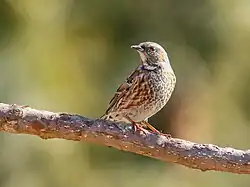 Prunella himalayana