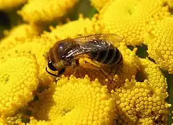A bee on flowers