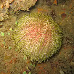 Echinus esculentus (Echinidae)