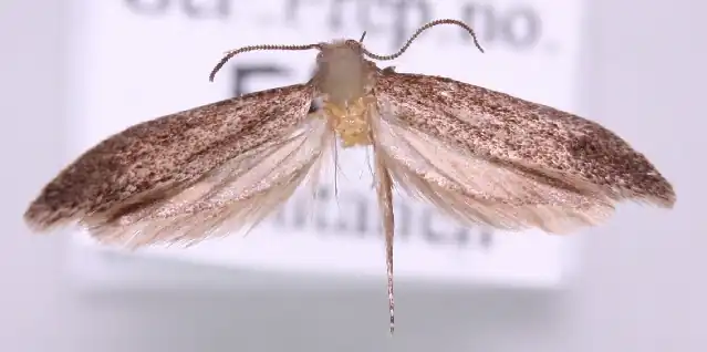 Elatobia