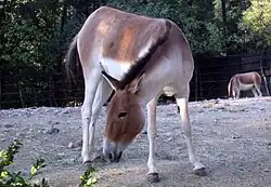 Equus kiang holdereri