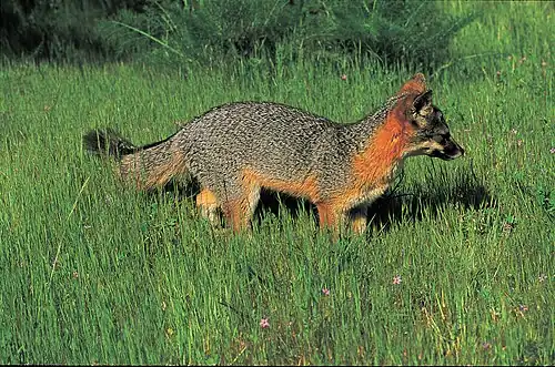Urocyon littoralis