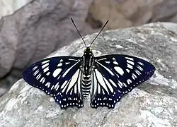 Open wing position of Euripus nyctelius