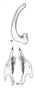 Figure 2. Median lobe and parameres of Platynectes larsoni. (Drawing: Jaroslav Šťastný)