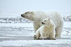 Ursus maritimus