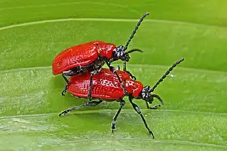 Lilioceris lilii