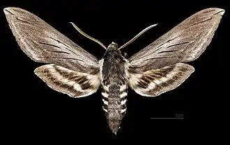 Dorsal side