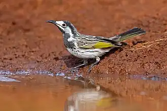 Purnella albifrons